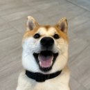 이누애견 | 호기심 많은 시바이누 된장이의 동탄 애견호텔 후기 : 자기조절력 배우기