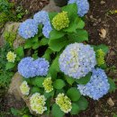 6월펜션 이미지