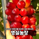 영실농장 네이버블로그