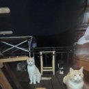 도시고양이생존연구소 이미지