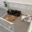 24시 카페 몽몽 | [애견카페] 양산애견동반카페 무인 24시 카페 몽몽 방문후기