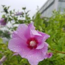 무궁화 꽃이 피었습 이미지