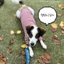 두리랑식당 | 강서구강아지교육 분리불안 교육 솔직 후기 독스네이처