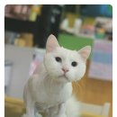 루이 펫 살롱 이미지