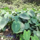 석봉농장 이미지