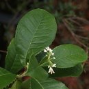 크로바 농원 이미지