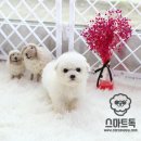 비숑 이미지