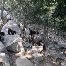 약산흑염소 이미지