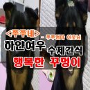 하얀여우 수제간식 이미지