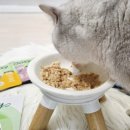 고양이 습식계의 명품,이탈리아산 <오아지 네츄리 습식 파우치> 찐 급여 후기