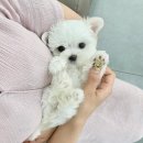 오독안심분양센터 강아지분양 고양이분양 광주점 이미지