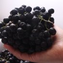 다드림푸드 이미지