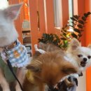 삼미농원 이미지