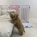 방울이네 펫살롱 이미지