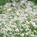 비로소 꽃 / 박무웅 이미지