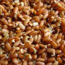 현미농장 이미지