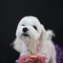 견사무소 호텔 유치원 이미지