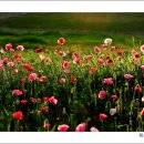 태화 목장 이미지