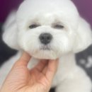 위드미펫살롱 네이버블로그