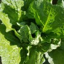 감초농약사 이미지