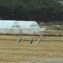 두루미202 이미지