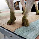 펫디자이너 시나 이미지