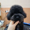 빛나개살롱 이미지