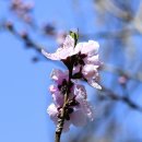 복숭아나무&#39;복사꽃&#39; 이미지