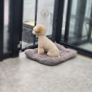영블리 펫살롱 이미지