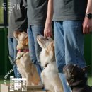 독클래스 이미지