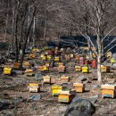 부신농장 이미지