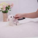구산동강아지 이미지