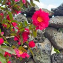 제주독채펜션자쿠지감성숙소구르미별동 이미지