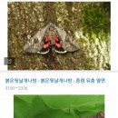 별자루