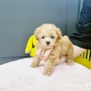 야옹아멍멍해봐(주월점) 이미지