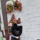 똘이랑쩡아 애견미용 이미지