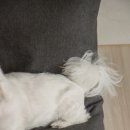 아르코펫 - 화성시 동탄순환대로 27 | 아르코펫