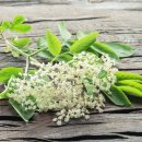엘더플라워-Elderflower 이미지