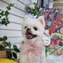 개 이쁜 애견미용샵 이미지