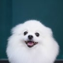 포비 펫 살롱 이미지