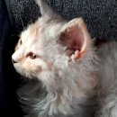 살구라는 이름의 고양이