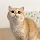로아네 이미지
