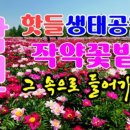 영창마을 입구 | 합천 핫들생태공원 작약 2026 — 만개 시기·입장료·주차 한눈에 정리