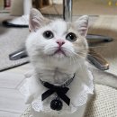 하나동물병원 | 암컷고양이 중성화수술 환묘복리뷰와와 삼성동물병원 리얼후기