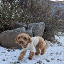 훈이애견 이미지