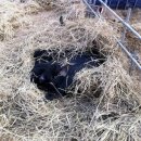 볏짚농장 이미지