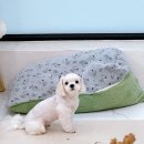 그루비펫 이미지