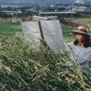 수채화(오후) 이미지