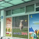 청도 신난다 애견 글램핑 노협찬 내돈내산 후기