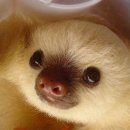 나무늘보 이미지